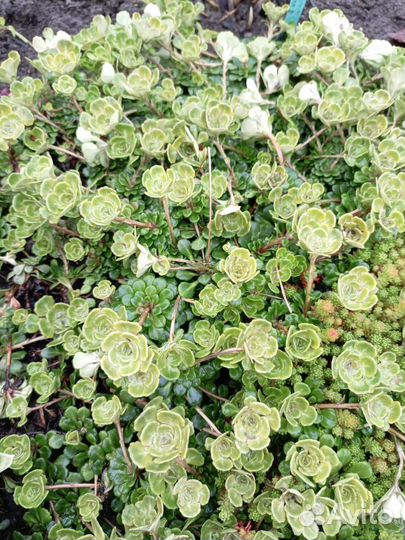 Садовые растения, хвойные саженцы