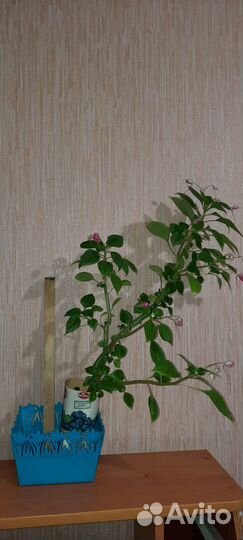 Ванька мокрый Бальзамин