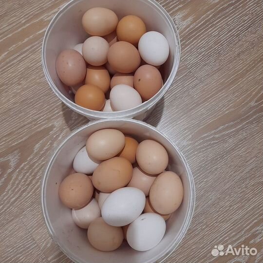 Яйца куриные домашние