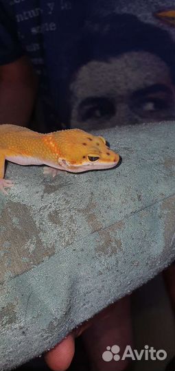 Геккон эублефар