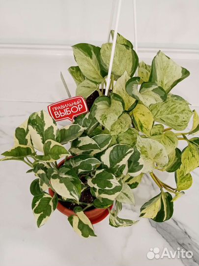 Сциндапсус, эпипремнум