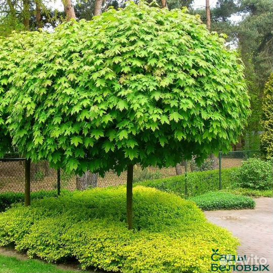 Клен остролистный Глобозум(семена)