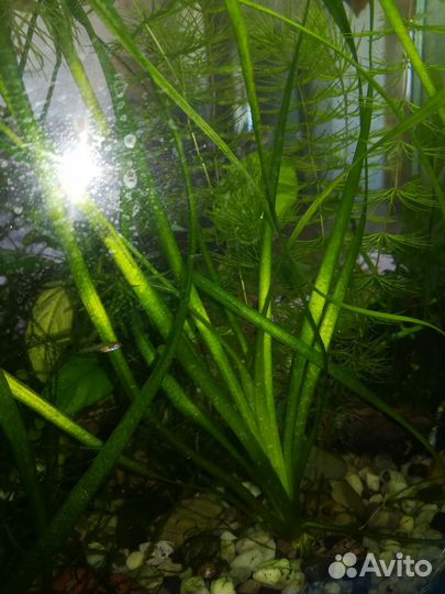 Аквариумное растение