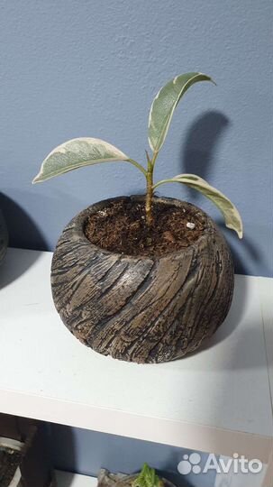 Цветок с горшком