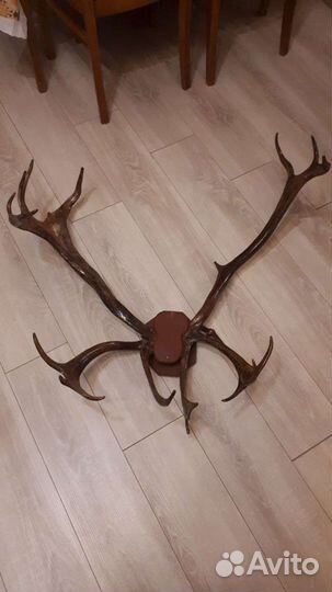Рога декоративные