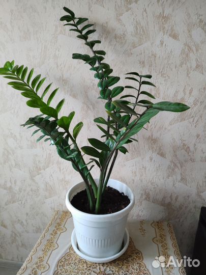 Замиокулькас, фикус