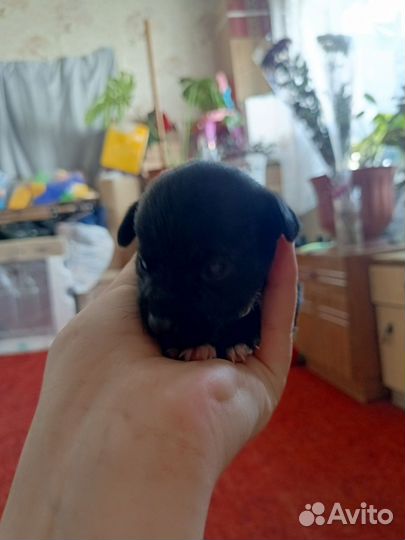 Щенки чехуахуа