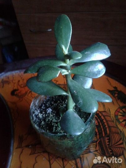 Денежное дерево (толстянка)