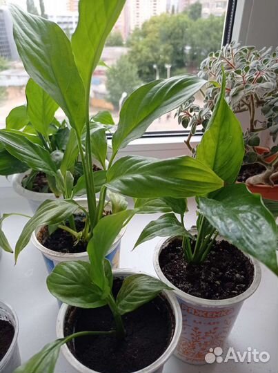 Спатифиллум