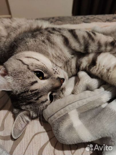 Котик на вязку