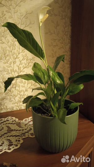 Фикус, спатифллюм