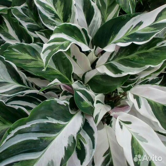 Аглаонема, Калатея, Фикус, Строманта и прочие