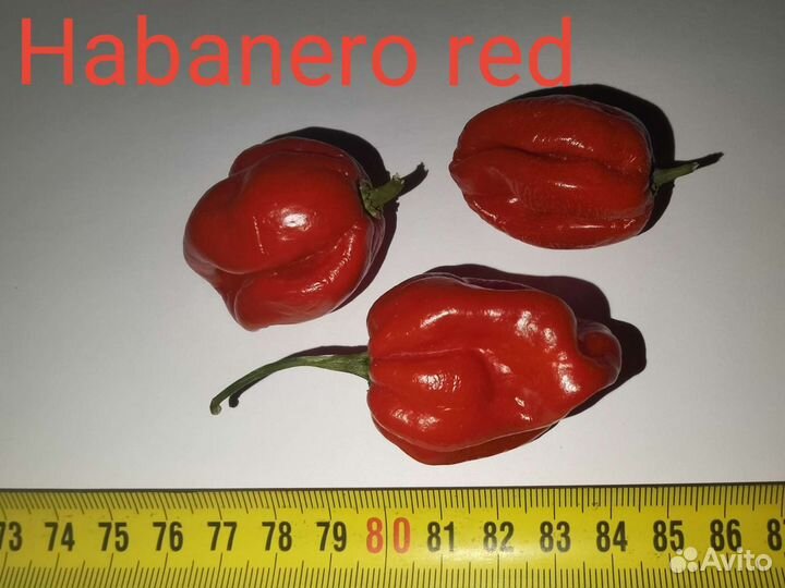 Семена суперхотов Carolina Reaper и другие