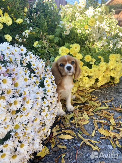 Кавалер Кинг Чарльз Спаниель (девочка щенок)