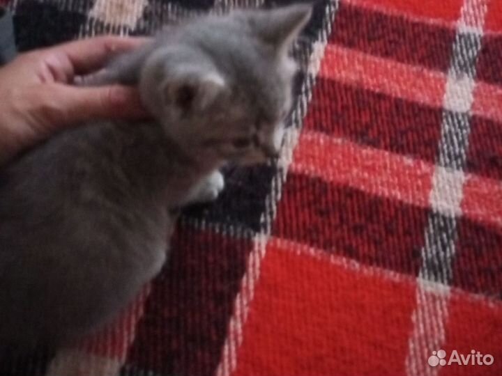 Шотландский котёнок