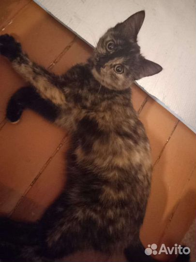Кошки бесплатно