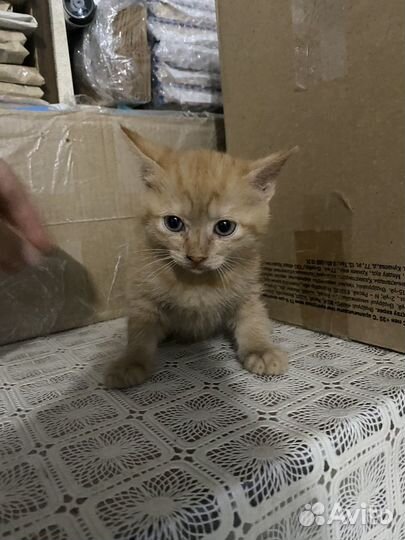 Кошки в добрые руки
