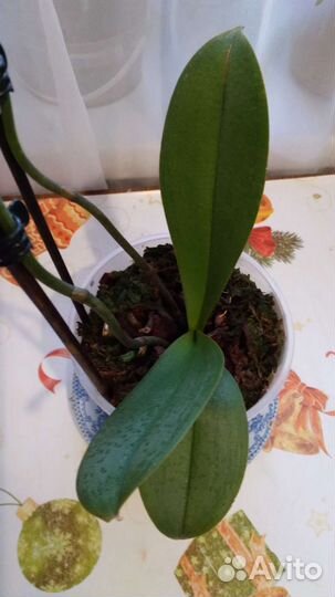 Орхидея фаленопсис пелорик