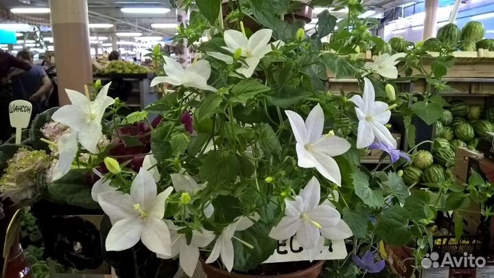 Кампанула (Жених и Невеста)