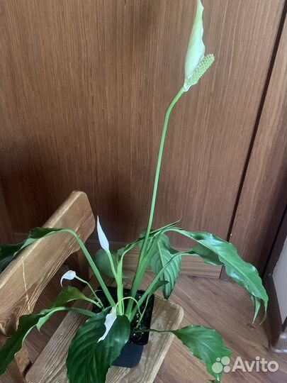 Спатифиллум