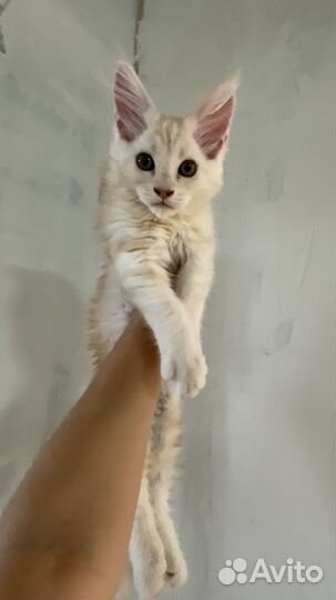 Котята мейн-кун