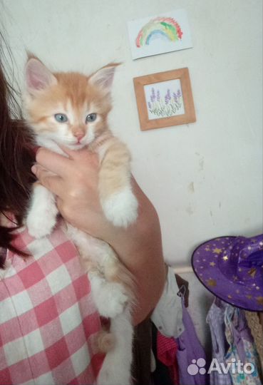 Рыжий котенок мальчик в добрые руки