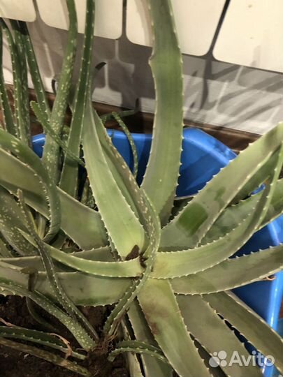 Комнатные цветы алоэ