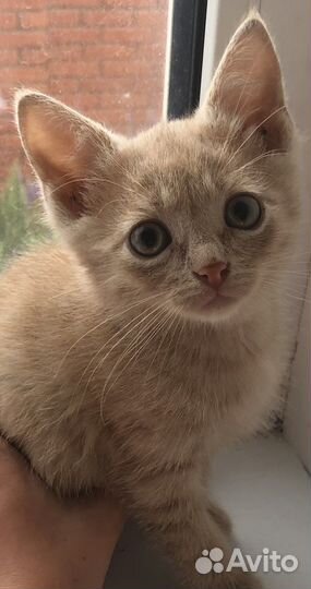 Котенок бежевый (кофе с молоком) Арсен