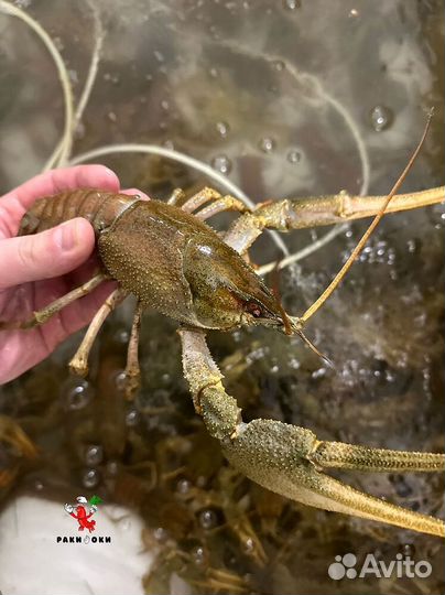 Раки отборные быстрая доставка