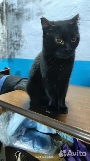 Кошка Василиса в дар. Доставка