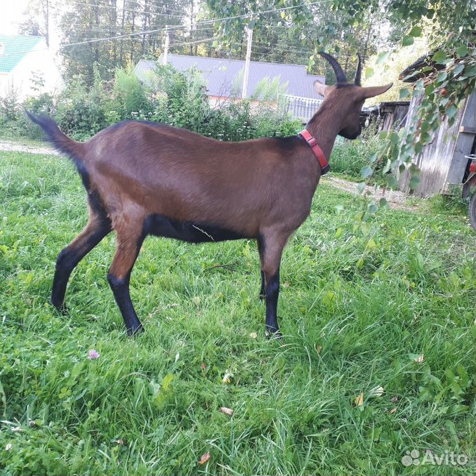 Альпийская козочка