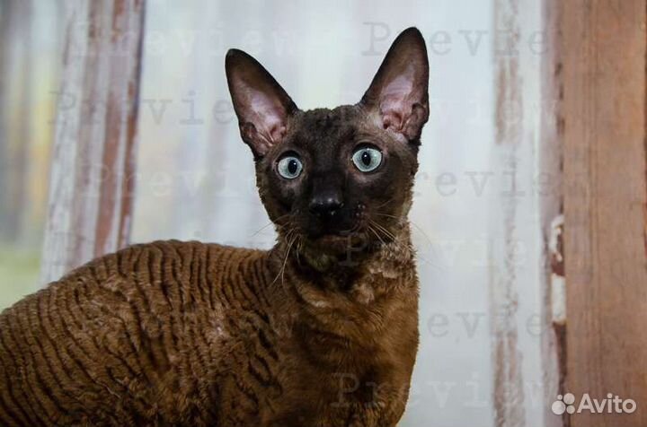 Вязка кота corniche рэкс, корниш рэкс