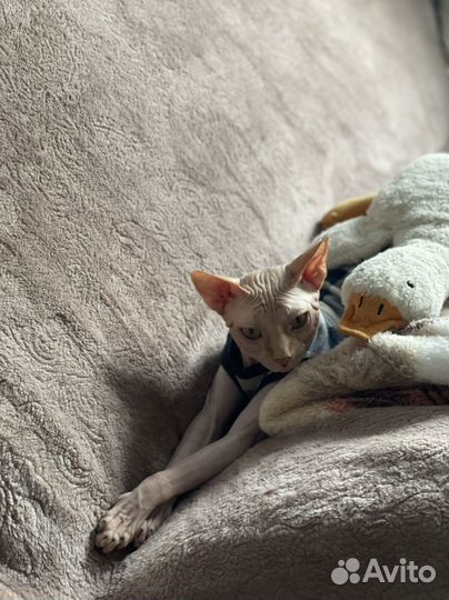 Кот сфинкс вязка