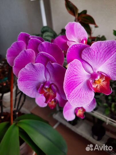 Орхидея фаленопсис