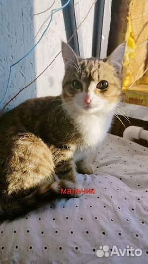 Кот мышелов