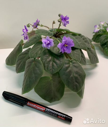 Сортовые фиалки мини, полумини, трейлер