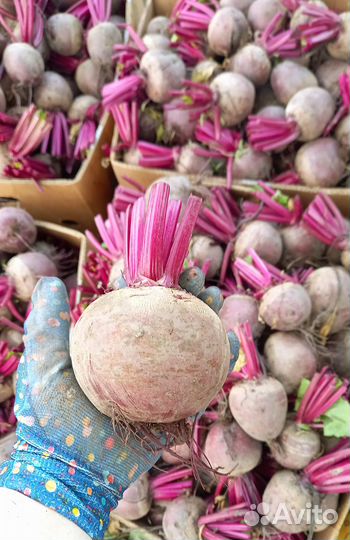 Свекла новый урожай 2024