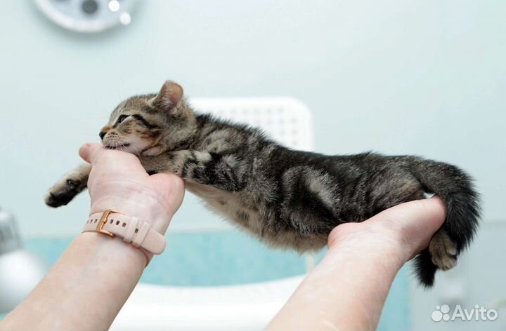 Кошка 2 мес