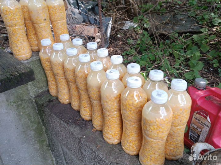 Кукуруза ферментированная (пьяная)