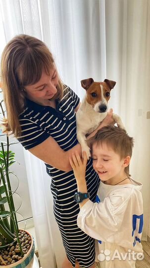 Передержка собак