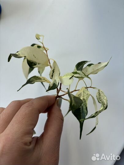 Фикус Кёрли