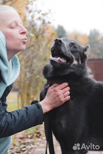 Восточноевропейская овчарка метис в дар