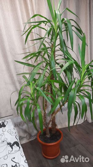 Комнатные растения