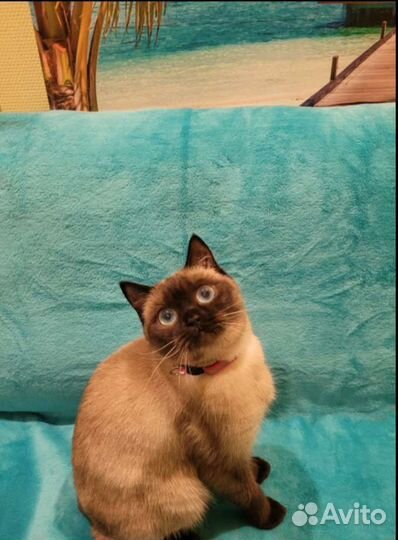 Кошечка 1.5 года шотландская бесплатно