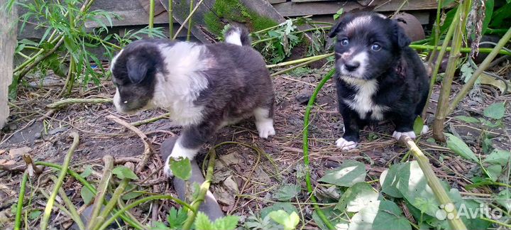 Щенки, собака, на охрану, в частный дом, метисы