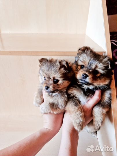 Щенки шпица мини