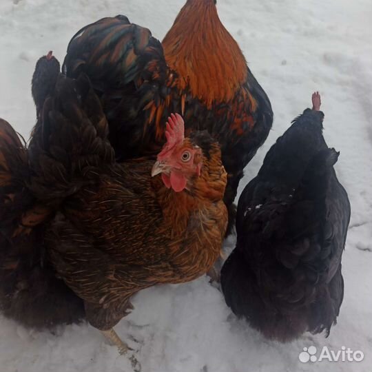 Инкубационное яйцо кур, породы Орпингтон