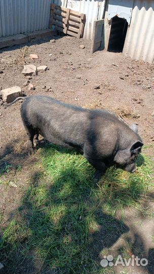 Вьетнамский Веслобрюхий Хряк