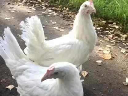 Курочки, Шолоховский