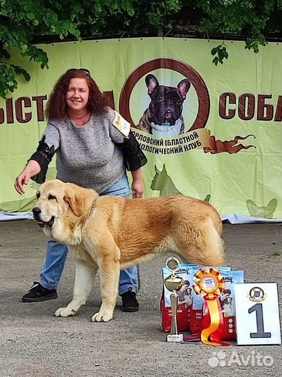 Щенки испанского мастифа